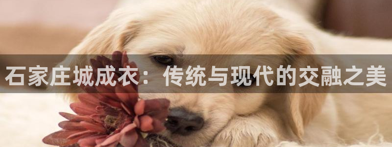 摩登5张7O667